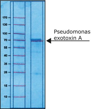 Pseudomonas exotoxin A from Pseudomonas aeruginosa lyophilized powder