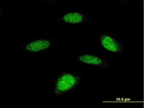 Monoclonal Anti-RPS6KB2 antibody produced in mouse clone 4B11, purified immunoglobulin, buffered aqueous solution