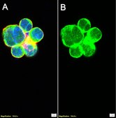 Anti-LZTFL1 Antibody, clone 1I2 ZooMAb® Rabbit Monoclonal recombinant, expressed in HEK 293 cells