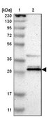 Anti-GTF2F2 antibody produced in rabbit Prestige Antibodies® Powered by Atlas Antibodies, affinity isolated antibody, buffered aqueous glycerol solution