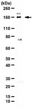 Anti-Liprin Alpha 1 from rabbit, purified by affinity chromatography