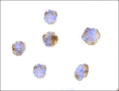 Anti-GITRL antibody produced in rabbit affinity isolated antibody, buffered aqueous solution