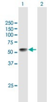 Anti-LRRC17 antibody produced in mouse purified immunoglobulin, buffered aqueous solution