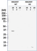 [KO Validated]Anti-LIN28B antibody produced in mouse [Knockout Validated]purified monoclonal antibody, buffered aqueous solution