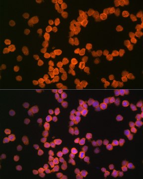 Anti-MHC class I (HLA-A/B) Antibody, clone 3I1C1, Rabbit Monoclonal