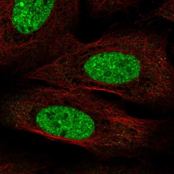 Anti-CPEB3 antibody produced in rabbit Prestige Antibodies&#174; Powered by Atlas Antibodies, affinity isolated antibody