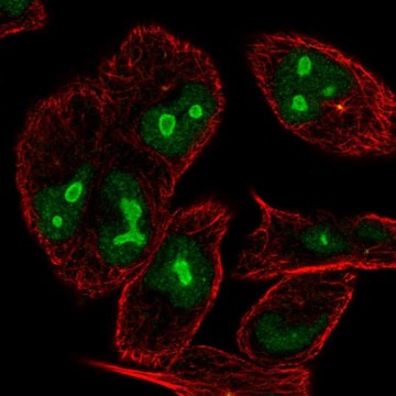 Anti-NIN antibody produced in rabbit Prestige Antibodies&#174; Powered by Atlas Antibodies, affinity isolated antibody