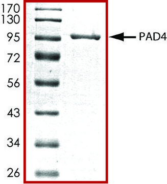 PAD4, GST tagged human recombinant, expressed in baculovirus infected Sf9 cells, &#8805;70% (SDS-PAGE), buffered aqueous glycerol solution