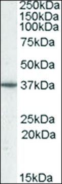 Anti-PPP2R4 (C-terminal) antibody produced in goat affinity isolated antibody, buffered aqueous solution