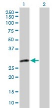 Anti-DENR antibody produced in rabbit purified immunoglobulin, buffered aqueous solution