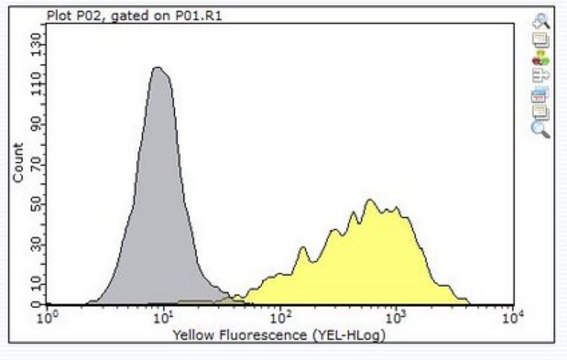 Anti-ADAM 12 Antibody, clone 6E6 clone 6E6, from mouse