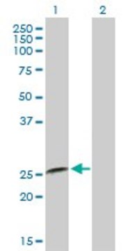 Anti-IFNA8 antibody produced in mouse purified immunoglobulin, buffered aqueous solution