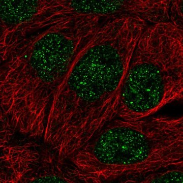 Anti-MBD2 antibody produced in rabbit Prestige Antibodies&#174; Powered by Atlas Antibodies, affinity isolated antibody