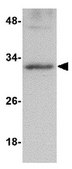 Anti-GNPDA2 Antibody from rabbit, purified by affinity chromatography