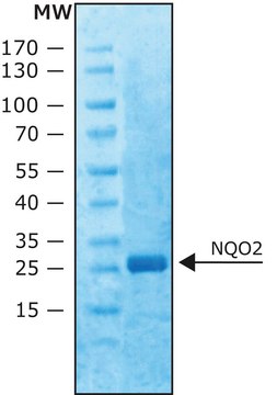 Quinone Oxidoreductase 2 (NQO2) human recombinant, expressed in E. coli, &#8805;90% (SDS-PAGE), &#8805;100&#160;units/mg protein