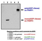 Anti-mono- and poly-ADP-ribose binding reagent from Escherichia coli