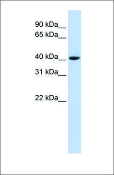 Anti-CCND1 (ab1) antibody produced in rabbit affinity isolated antibody