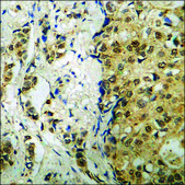 Anti-phospho-p56 Dok-2 (pTyr299) antibody produced in rabbit affinity isolated antibody