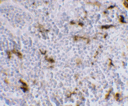 Monoclonal Anti-DC-SIGN [5D7] antibody produced in mouse affinity purified immunoglobulin (IgG)