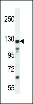 ANTI-K1324(C-TERMINAL) antibody produced in rabbit affinity isolated antibody, buffered aqueous solution