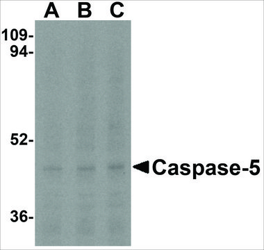 Anti-Caspase-5 (ab1) antibody produced in rabbit affinity isolated antibody, buffered aqueous solution