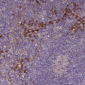 抗-VMO1 兔抗 Prestige Antibodies® Powered by Atlas Antibodies, affinity isolated antibody, buffered aqueous glycerol solution