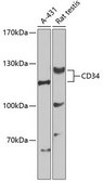 Anti-CD34 antibody produced in rabbit