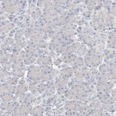 Anti-ZZEF1 antibody produced in rabbit Prestige Antibodies® Powered by Atlas Antibodies, affinity isolated antibody, buffered aqueous glycerol solution, ab1