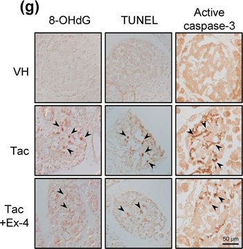 Anti-Caspase 3 Antibody, active (cleaved) form Chemicon&#174;, from rabbit