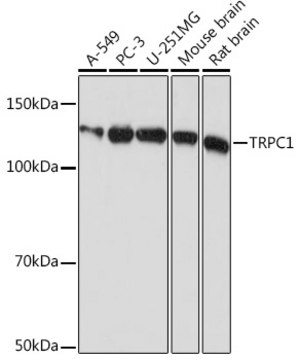 Anti-TRPC1 Antibody, clone 1V3Q2, Rabbit Monoclonal