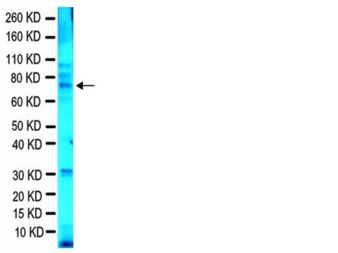 Anti-Fragile X Mental Retardation Protein Antibody, clone 1C3 ascites fluid, clone 1C3, Chemicon&#174;