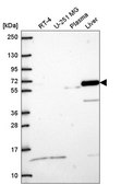 Anti-DPYSL5 antibody produced in rabbit Prestige Antibodies® Powered by Atlas Antibodies, affinity isolated antibody