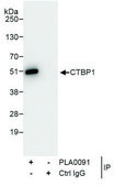 Rabbit anti-CTBP1 Antibody, Affinity Purified Powered by Bethyl Laboratories, Inc.