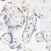 Anti-Phospho-VASP-S239 antibody produced in rabbit