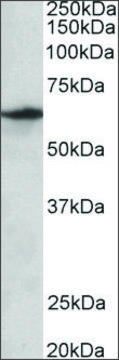 Anti-SLC47A2 antibody produced in goat affinity isolated antibody, buffered aqueous solution