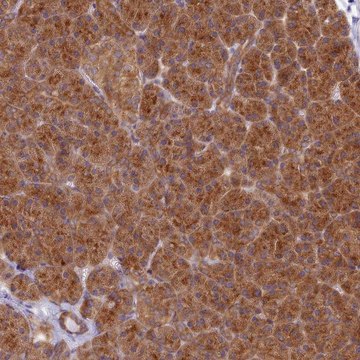 Anti-HOOK2 antibody produced in rabbit Prestige Antibodies&#174; Powered by Atlas Antibodies, affinity isolated antibody, buffered aqueous glycerol solution