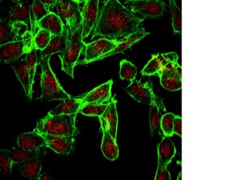 Anti-EHMT1 Antibody (CT) from rabbit