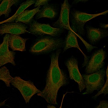 Monoclonal Anti-Greb1 Antibody Produced In Mouse Prestige Antibodies&#174; Powered by Atlas Antibodies, clone CL13863, affinity isolated antibody, buffered aqueous glycerol solution