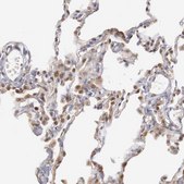 Anti-PLEKHA1 antibody produced in rabbit Prestige Antibodies® Powered by Atlas Antibodies, affinity isolated antibody, buffered aqueous glycerol solution
