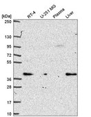 Anti-PEX19 antibody produced in rabbit Prestige Antibodies® Powered by Atlas Antibodies, affinity isolated antibody