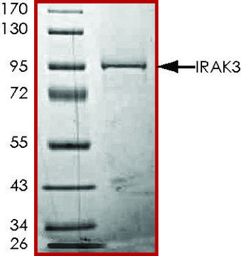 IRAK3, GST tagged human recombinant, expressed in baculovirus infected Sf9 cells, &#8805;70% (SDS-PAGE), buffered aqueous glycerol solution