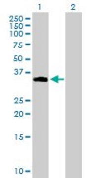 Anti-NDFIP2 antibody produced in mouse purified immunoglobulin, buffered aqueous solution