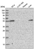 Anti-CHST3 antibody produced in rabbit Prestige Antibodies® Powered by Atlas Antibodies, affinity isolated antibody