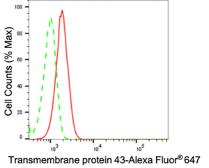 KD-Validated Anti Transmembrane Protein 43 Antibody, clone 24GB2325, Rabbit Monoclonal clone 24GB2325, recombinant rabbit monoclonal, expressed in HEK293 cells