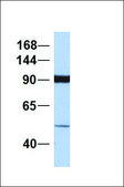 Anti-SIDT2 antibody produced in rabbit affinity isolated antibody