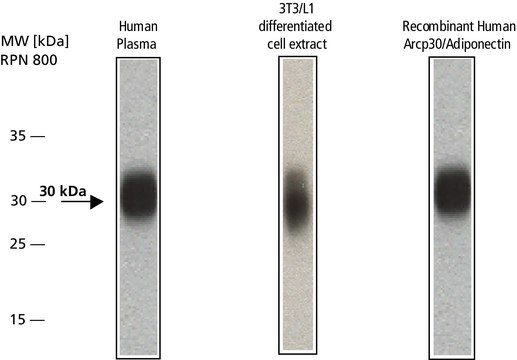 抗 脂联素 兔抗 ~1&#160;mg/mL, affinity isolated antibody, buffered aqueous solution