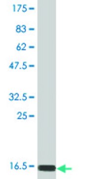 Monoclonal Anti-MB Native pur antibody produced in mouse clone 3F7, purified immunoglobulin, buffered aqueous solution