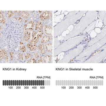 Anti-KNG1 antibody produced in rabbit Prestige Antibodies&#174; Powered by Atlas Antibodies, affinity isolated antibody, buffered aqueous glycerol solution