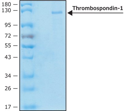 人血小板反应蛋白-1 recombinant, expressed in HEK 293 cells, lyophilized powder, suitable for cell culture