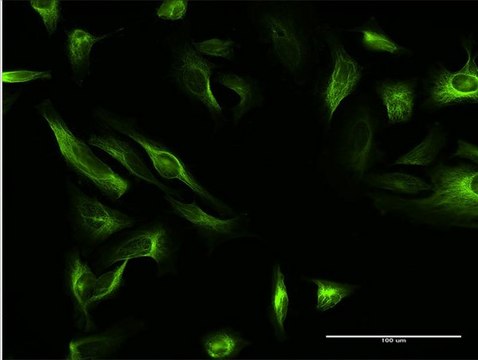 Anti-MAP7 antibody produced in mouse purified immunoglobulin, buffered aqueous solution